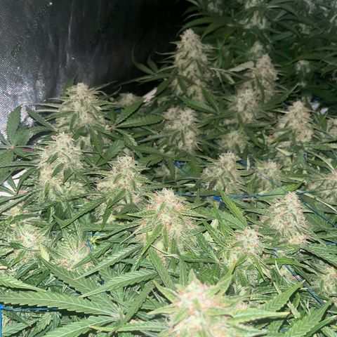 Northern Lights growlog timeline photo