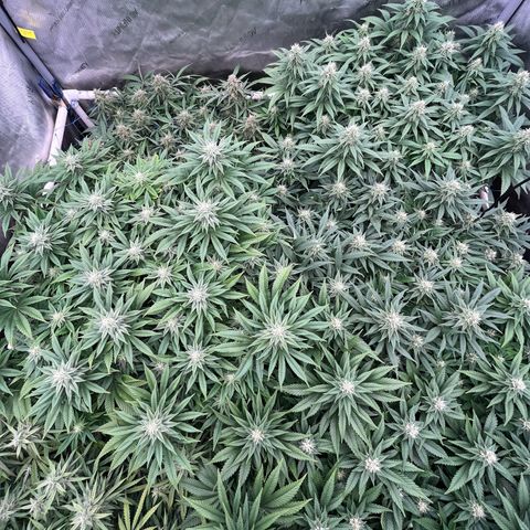 Northern Lights growlog timeline photo