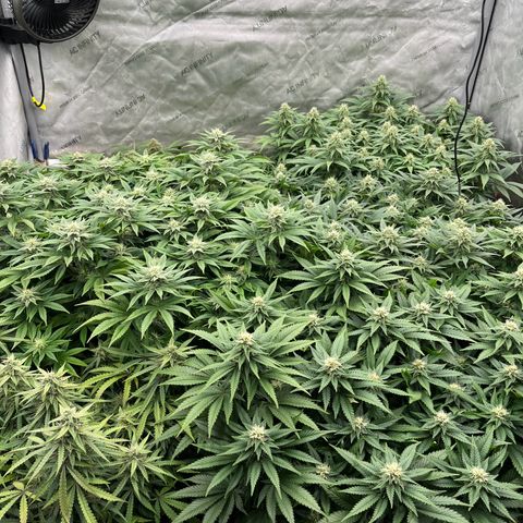 Northern Lights growlog timeline photo