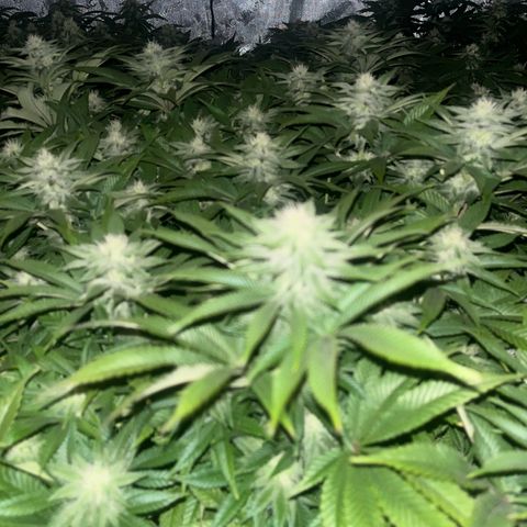 Northern Lights growlog timeline photo