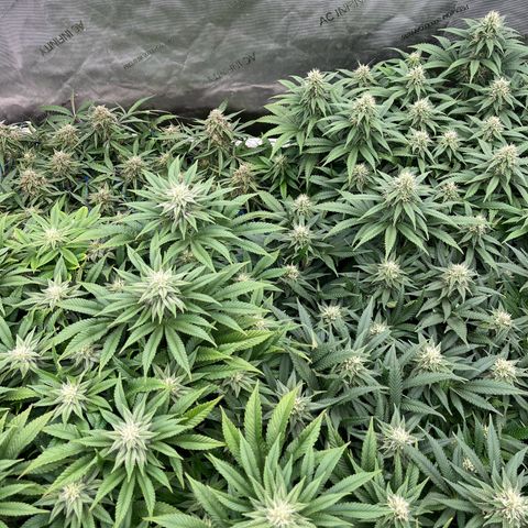 Northern Lights growlog timeline photo