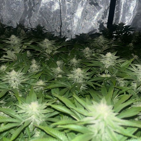 Northern Lights growlog timeline photo
