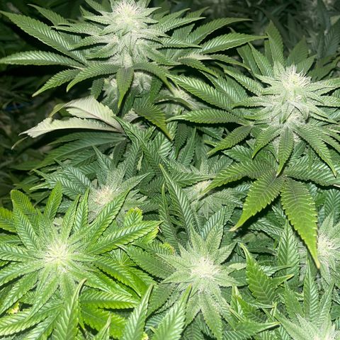 Northern Lights growlog timeline photo