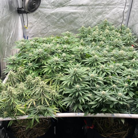 Northern Lights growlog timeline photo