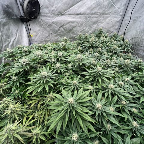 Northern Lights growlog timeline photo
