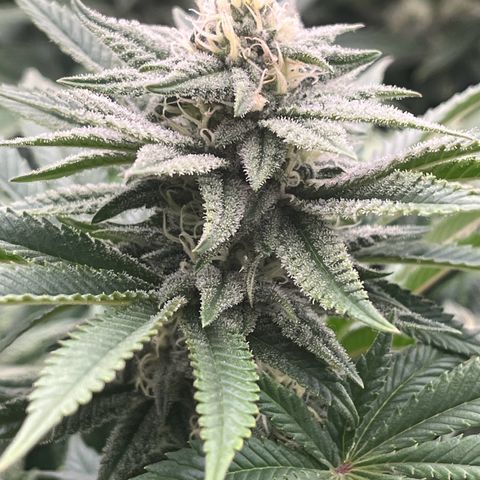 Northern Lights growlog timeline photo