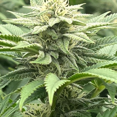 Northern Lights growlog timeline photo