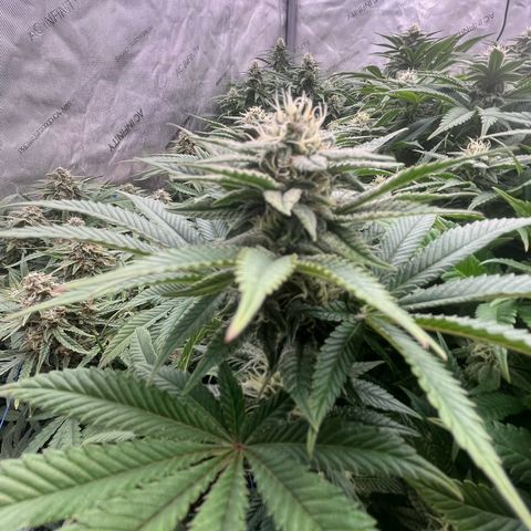 Northern Lights growlog timeline photo