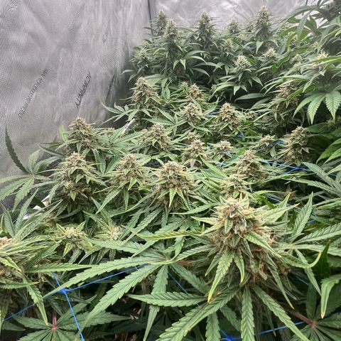 Northern Lights growlog timeline photo