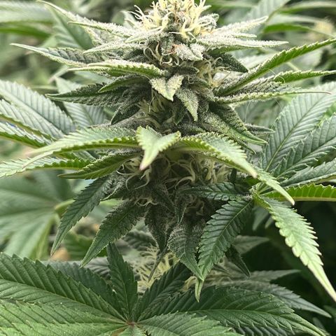 Northern Lights growlog timeline photo