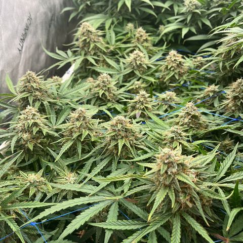 Northern Lights growlog timeline photo