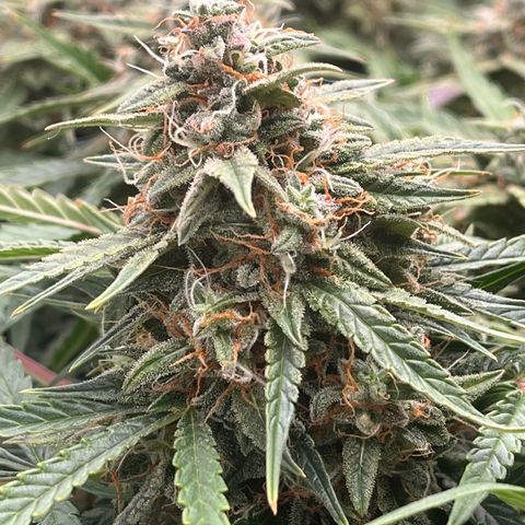Northern Lights growlog timeline photo