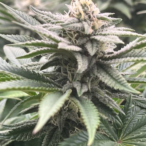 Northern Lights growlog timeline photo