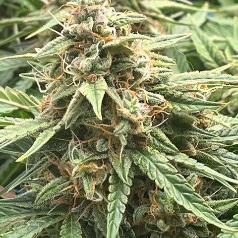 Northern Lights growlog timeline photo