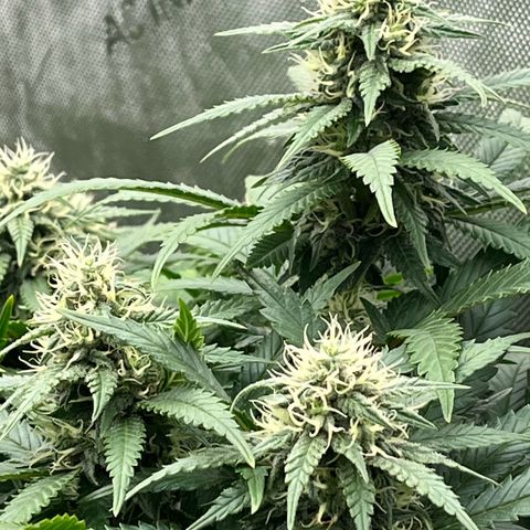 Northern Lights growlog timeline photo