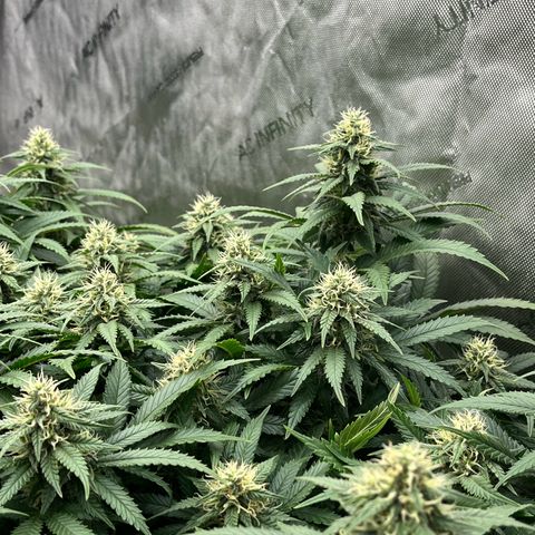 Northern Lights growlog timeline photo