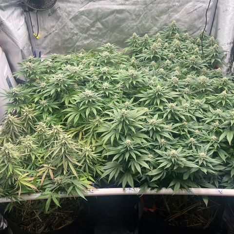 Northern Lights growlog timeline photo
