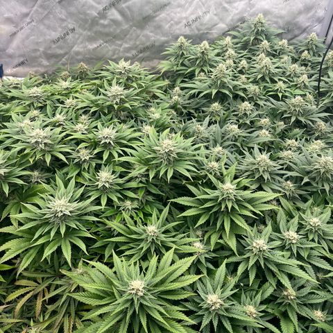 Northern Lights growlog timeline photo