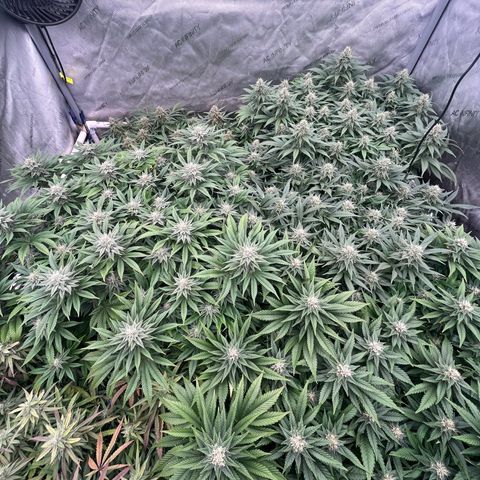 Northern Lights growlog timeline photo