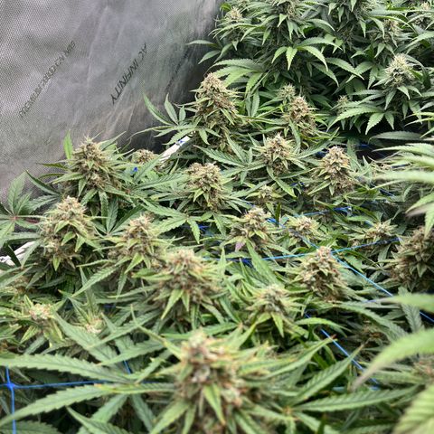 Northern Lights growlog timeline photo