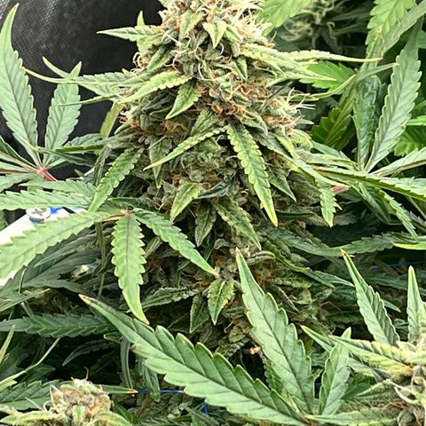 Northern Lights growlog timeline photo
