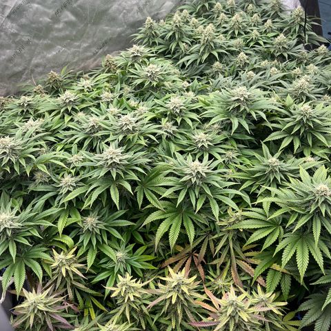 Northern Lights growlog timeline photo