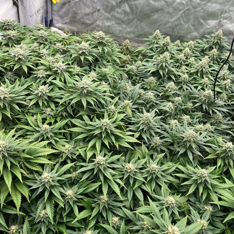 Northern Lights growlog timeline photo
