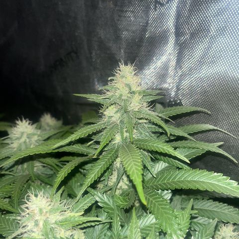 Northern Lights growlog timeline photo