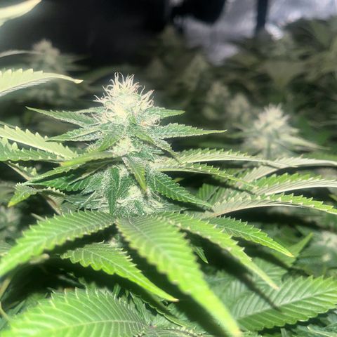 Northern Lights growlog timeline photo
