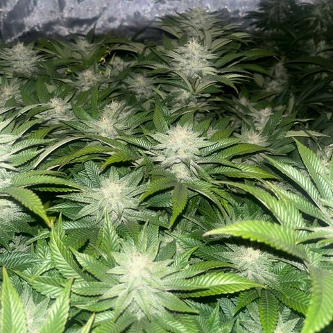 Northern Lights growlog timeline photo