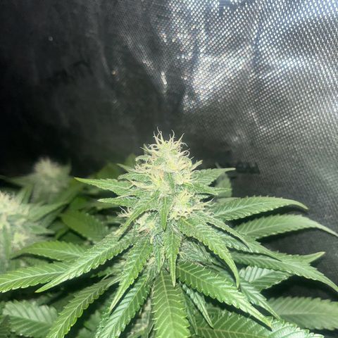 Northern Lights growlog timeline photo