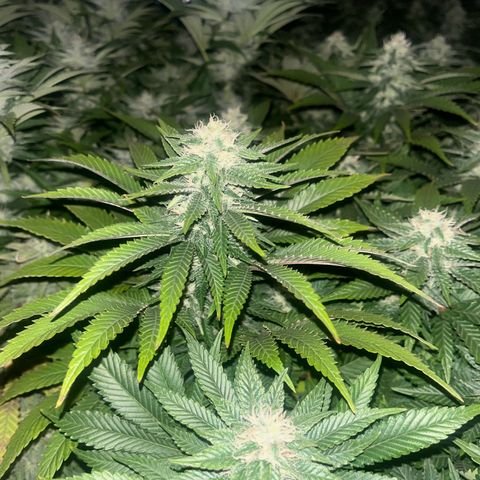 Northern Lights growlog timeline photo