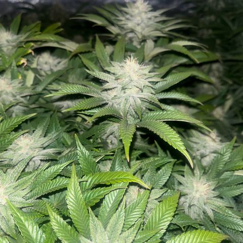 Northern Lights growlog timeline photo