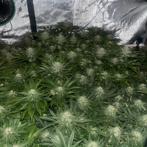 Northern Lights growlog timeline photo