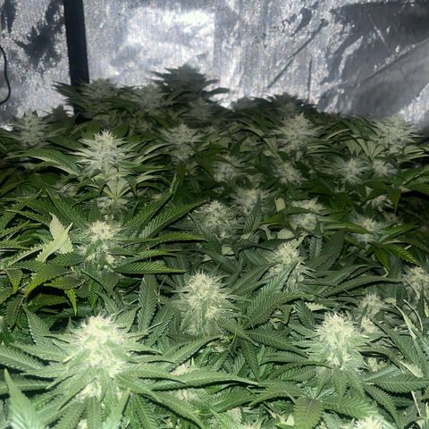 Northern Lights growlog timeline photo
