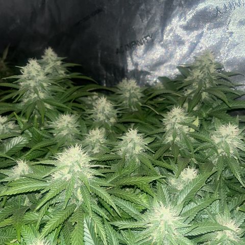 Northern Lights growlog timeline photo