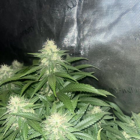 Northern Lights growlog timeline photo