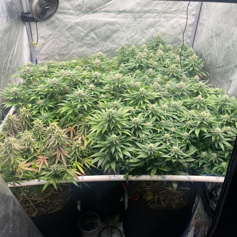 Northern Lights growlog timeline photo