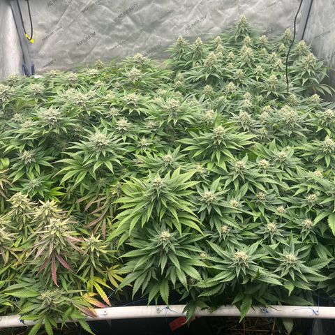 Northern Lights growlog timeline photo