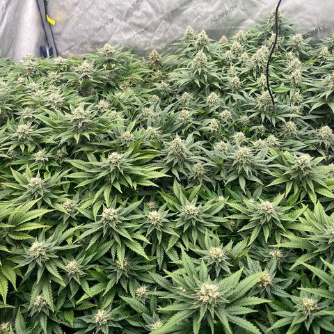Northern Lights growlog timeline photo