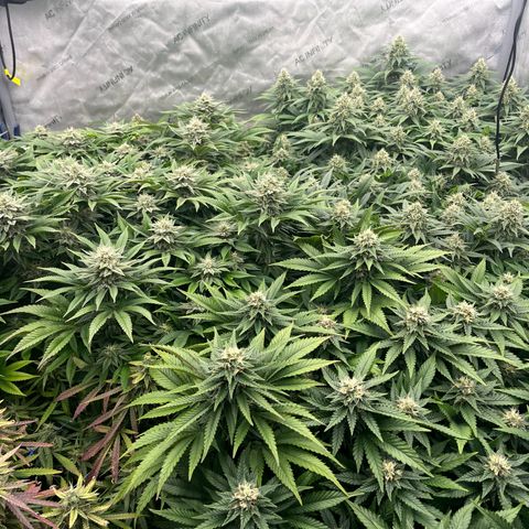 Northern Lights growlog timeline photo