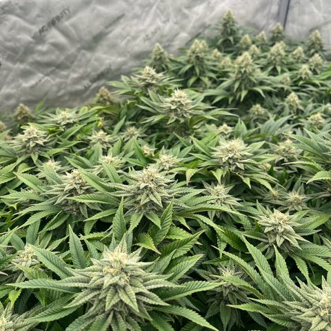 Northern Lights growlog timeline photo