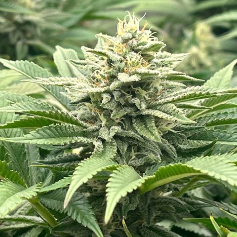 Northern Lights growlog timeline photo