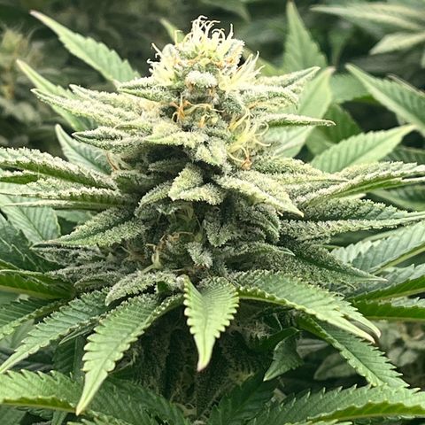 Northern Lights growlog timeline photo