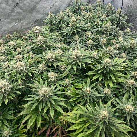 Northern Lights growlog timeline photo
