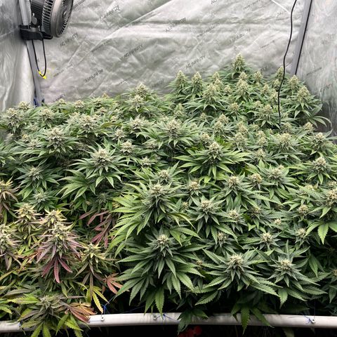 Northern Lights growlog timeline photo
