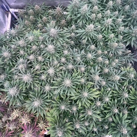 Northern Lights growlog timeline photo