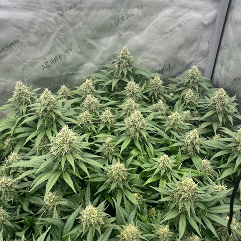 Northern Lights growlog timeline photo