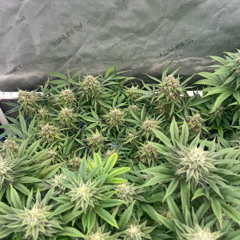Northern Lights growlog timeline photo