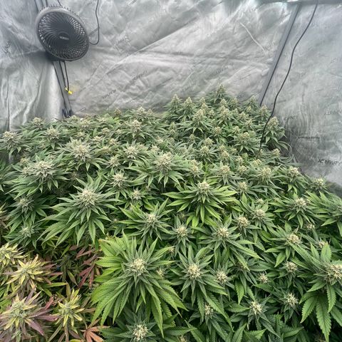 Northern Lights growlog timeline photo